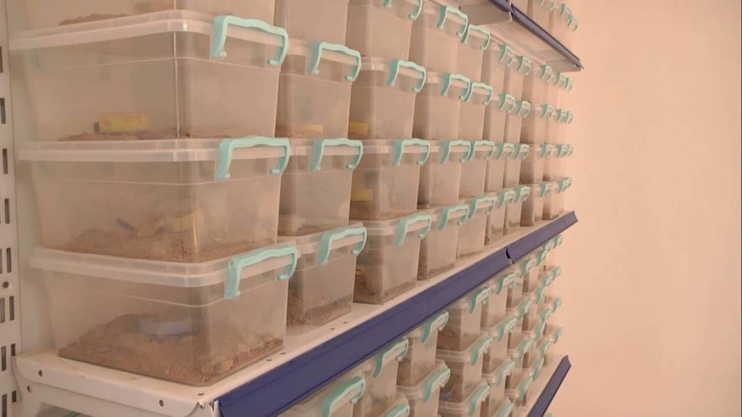 Çiftlikte üretip dünyanın dört bir yanına satıyor! Sadece 1 gramı bile küçük bir servet değerinde 9